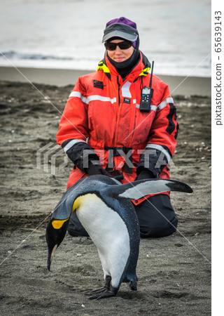 Woman kneeling on beach behind king penguin 65639143