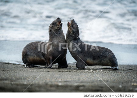 Two Antarctic fur seals playing on beach Two Antarctic fur seals playing on beach 65639159