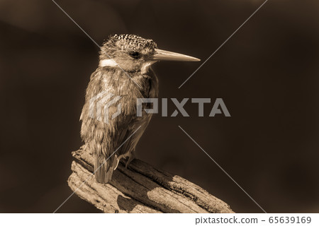 Sepia malachite kingfisher on branch facing camera Sepia malachite kingfisher on branch facing camera 65639169