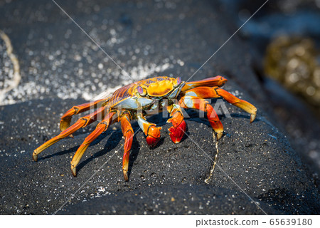 Sally Lightfoot crab perched on grey rock 65639180