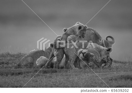 Mono lioness covered in cubs on savannah Mono lioness covered in cubs on savannah 65639202