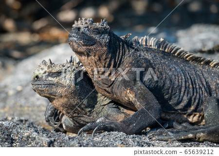 Marine iguana lying on another on beach 65639212