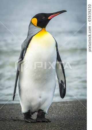 King penguin on beach with waves behind King penguin on beach with waves behind 65639230