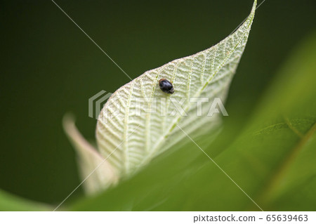 Little black ladybird Little black ladybird 65639463