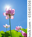 Lotus 65640308