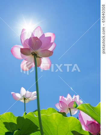 蓮花 65640308
