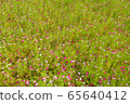  Cosmos field 65640412