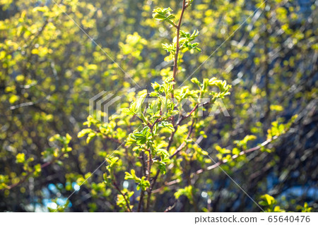 fresh green foliage lit by sun in park in spring fresh green foliage lit by sun in park in spring 65640476