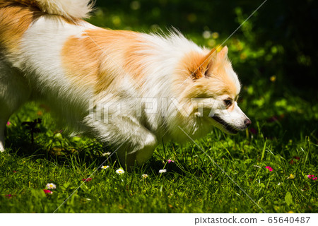 German Spitz dog portrait. Pomeranian dog outdoors 65640487