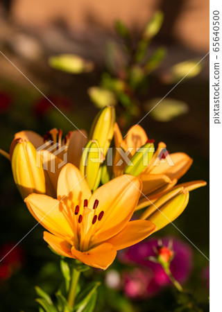 Yellow Madonna lily flower Lilium candidum with Yellow Madonna lily flower Lilium candidum with 65640500