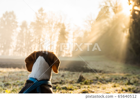 Beagle dog on field in the morning looking into 65640512