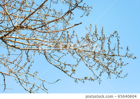 branches of poplar tree with buds and blue sky 65640604