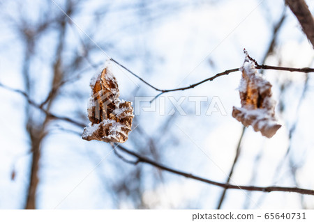 frozen dried leaves close-up in forest in spring frozen dried leaves close-up in forest in spring 65640731