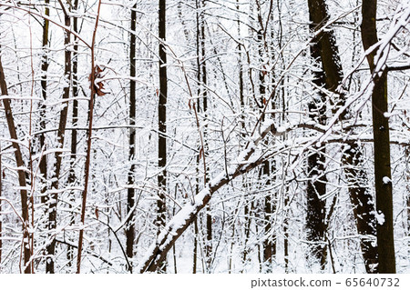 snow-covered bare black tree trunks in forest snow-covered bare black tree trunks in forest 65640732