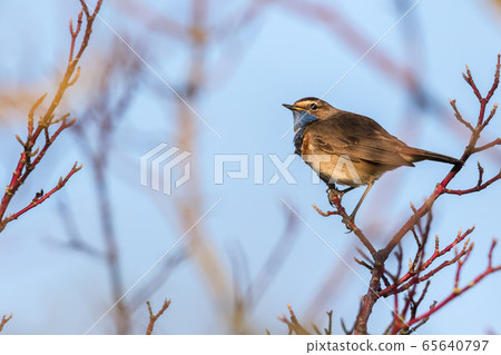 White-spotted bluethroat White-spotted bluethroat 65640797
