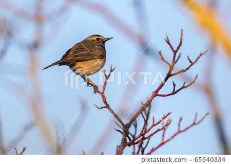 White-spotted bluethroat (Luscinia svecica) 65640884