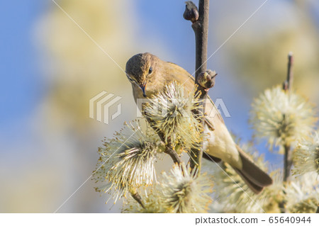 Common chiffchaff  65640944