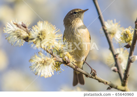 Common chiffchaff  65640960