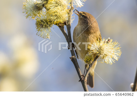 Common chiffchaff  65640962