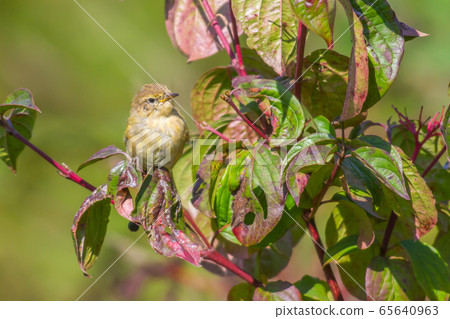 Common chiffchaff  65640963