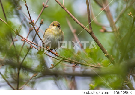 Common chiffchaff  65640968