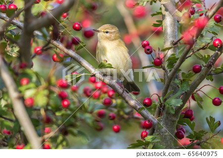 Common chiffchaff  65640975