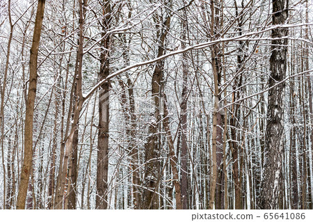 bare brown tree trunks in snowy forest in winter bare brown tree trunks in snowy forest in winter 65641086