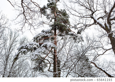 snow-covered pine tree in forest in winter 65641193