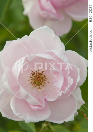 這朵玫瑰的名字叫“早春”。 65642025