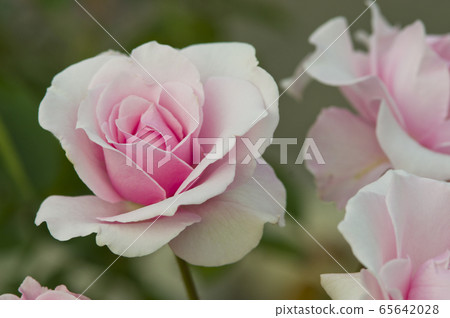 The name of this rose is "early spring." 65642028