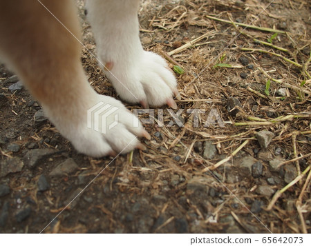 Shiba Inu Paw 65642073