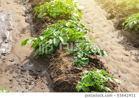 Potato plantation on a farm field. Cultivation and care, harvesting in late spring. Agroindustry and agribusiness. Agriculture, growing food vegetables. Organic farming products. Watering irrigation 65642451