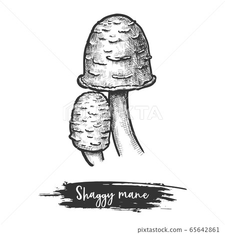 Isolated shaggy mane mushroom or lawyer s wig 65642861