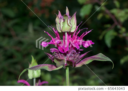 Monarda didyma is growing on a green meadow. 65643043