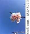 Cherry blossoms floating in the blue sky 65643219