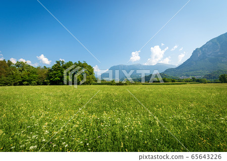 Green meadows and flowers in Valsugana - Trentino Alto Adige Italy Green meadows and flowers in Valsugana - Trentino Alto Adige Italy 65643226