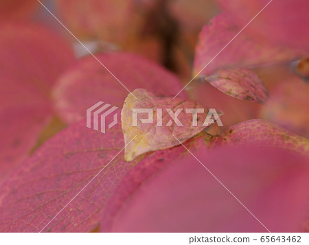 Red leaf, small leaf 65643462