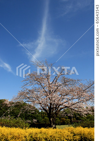 Hinokuma Park, Kanzaki City, Saga Prefecture: A famous spot for cherry blossoms, a place for family relaxation Hinokuma Park, Kanzaki City, Saga Prefecture: A famous spot for cherry blossoms, a place for family relaxation 65643543