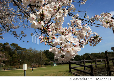 Hinokuma Park, Kanzaki City, Saga Prefecture: A famous spot for cherry blossoms, a place for family relaxation Hinokuma Park, Kanzaki City, Saga Prefecture: A famous spot for cherry blossoms, a place for family relaxation 65643544