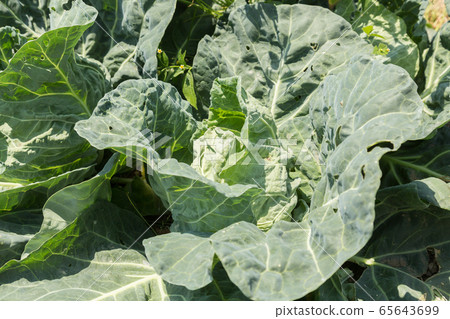 Cabbage that could not be harvested Cabbage that could not be harvested 65643699