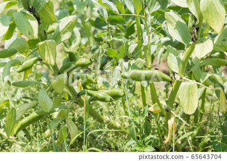 大豆田 大豆田 65643704