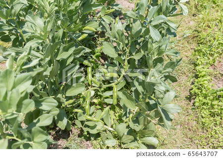 大豆田 大豆田 65643707