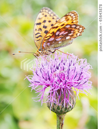 Fritillary butterfly sucking on Tamurasou (sender) Fritillary butterfly sucking on Tamurasou (sender) 65643878