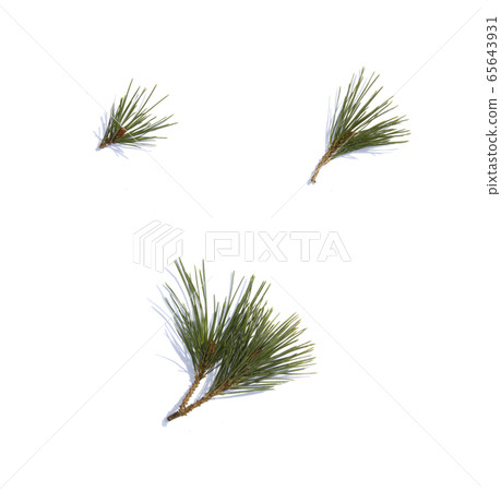 pine needles 65643931