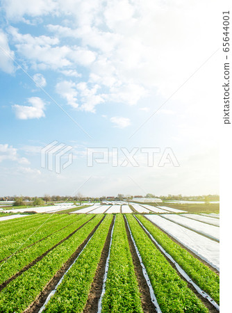 Green farm potato fields on an sunny morning day. Agricultural industry growing potatoes vegetables. Agroindustry and agribusiness. Organic farming products in Europe. Beautiful countryside landscape 65644001