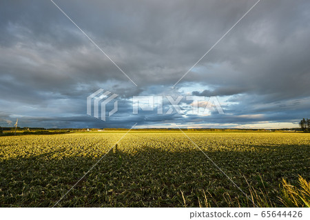 北海道十勝平原的日落 北海道十勝平原的日落 65644426