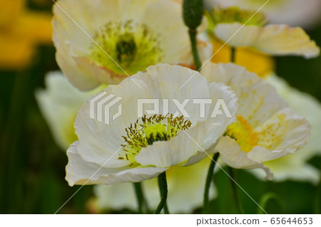 Spring white flowers 65644653