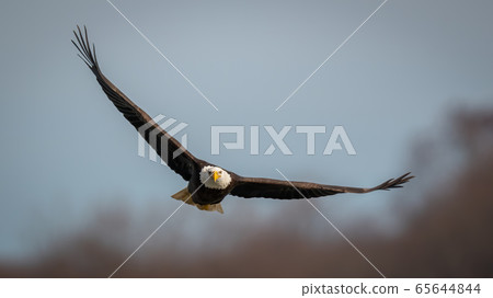 Bald Eagle spreading wings against blue sky above the Susquehanna River Bald Eagle spreading wings against blue sky above the Susquehanna River 65644844