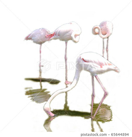 Flamingo Flamingo 65644894
