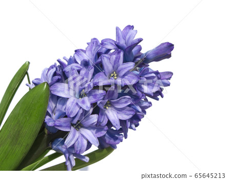 hyacinth hyacinth 65645213